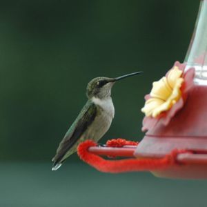 Meet your Posher, Lynn